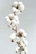 cotton