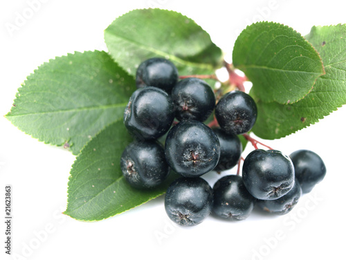 black chokeberry (aronia)
