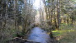 River Steam In Forest