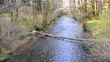 River in the woods