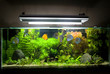Tropical Freshwater Aquarium with Discus Fish 1 Tropical Freshwater Aquarium with Discus Fish 1