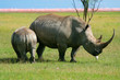 Rhinoceros in the wild Rhinoceros in the wild