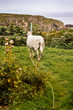 Roaming sheep Roaming sheep