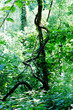 Unusual Tree & Vines in the Woods
