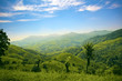 Mountain meadows