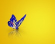 The butterfly PAL The butterfly PAL