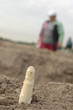 Spargelernte in Deutschland