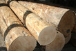 timber timber
