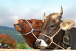 two cows