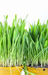Close - up of grass