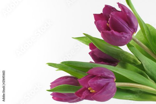Photo: Tulpen Tulpen