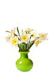 White Spring Daffodil Flower Bunch Isolated on White Background White Spring Daffodil Flower Bunch Isolated on White Background