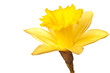 yellow daffodil isolated yellow daffodil isolated