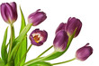 Purple Spring Tulips Isolated