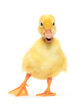 Photo en ligne au meilleur prix duckling