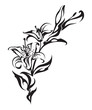 lily lily