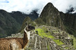 Lama Machu Picchu