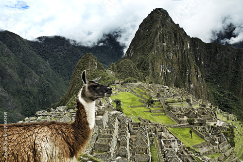 Photo: Lama Machu Picchu Lama Machu Picchu
