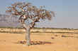 myrrh tree (Commiphora myrrha)