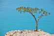 Boswellia tree (Frankincense tree) with sea background