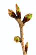 Spring Buds