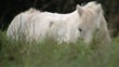 Video: Pferd Schimmel liegt im Gras Pferd Schimmel liegt im Gras