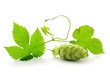 Detail of hop cone with leaves Detail of hop cone with leaves