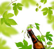 Beer and fresh hop plant decoration