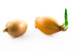 Zwiebel