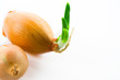 Zwiebel