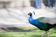 Blauer Pfau