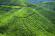 Plantation de thé