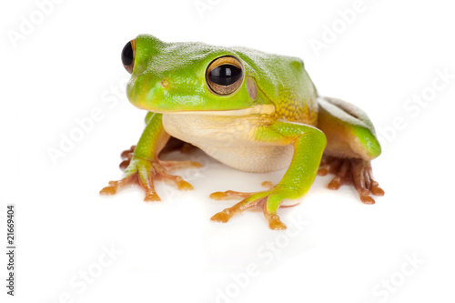 Watching Tree Frog