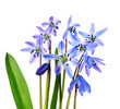 scilla flowers first flowers