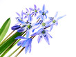 spring scilla flowers