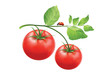tomatoes on a branch with leaves and ladybug