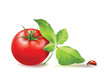 tomato with leaves and a ladybird