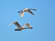 Cigno