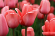 tulips background
