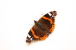 Papillon