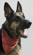german shepherd portrait