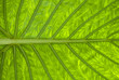 A beautiful leaf texture in green