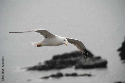 Photo: Fliegende Möwe Fliegende Möwe
