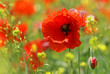 poppy