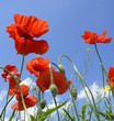 poppy