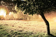 Autumn landscape