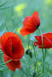 poppy