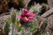 Kuhschelle, Pulsatilla vulgaris