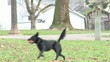 Dog Running To Fetch