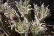 Foto: Kuhschelle, Pulsatilla vulgaris Kuhschelle, Pulsatilla vulgaris